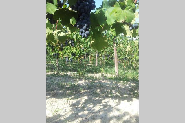 Montiglio B&B Vigneto Pardom מראה חיצוני תמונה